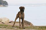 DOGUE ALLEMAND 987